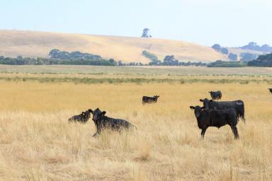 Lifestyle For Sale - VIC - Narrawong - 3285 - Coastal Lifestyle Grazing at Narrawong  (Image 2)