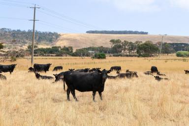 Lifestyle For Sale - VIC - Narrawong - 3285 - Coastal Lifestyle Grazing at Narrawong  (Image 2)