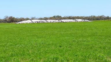 Dairy For Sale - VIC - Heywood - 3304 - Dairying Made Easy!  (Image 2)