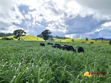 Other (Rural) For Sale - QLD - Minbun - 4886 - Patterson's 124  (Image 2)