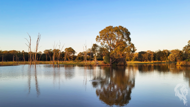 Lifestyle For Sale - NSW - Wee Waa - 2388 - HUNDRED ACRE WOOD  (Image 2)