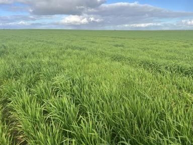 Cropping For Sale - SA - Karoonda - 5307 - Renovated cropping land, Huge new shed, All the hard work is done.  (Image 2)
