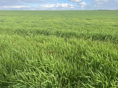 Cropping For Sale - SA - Karoonda - 5307 - Renovated cropping land, Huge new shed, All the hard work is done.  (Image 2)