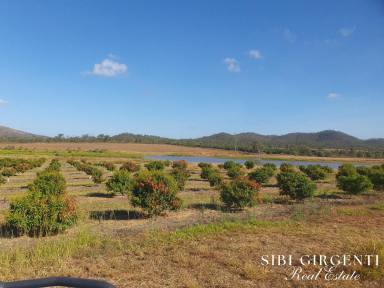 Cropping For Sale - QLD - Mutchilba - 4872 - Established Lychee Orchard  (Image 2)