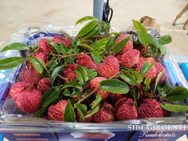 Cropping For Sale - QLD - Mutchilba - 4872 - Established Lychee Orchard  (Image 2)