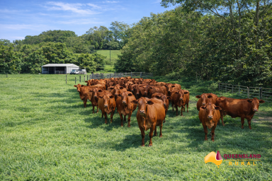 Other (Rural) For Sale - QLD - Bombeeta - 4871 - Blank Canvas on the Cassowary Coast  (Image 2)