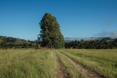 Residential Block For Sale - NSW - Wiangaree - 2474 - Affordable, Easy-Build 1.2 Acre Block  (Image 2)