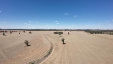Cropping For Sale - NSW - Bribbaree - 2594 - FOR SALE BY EXPRESSION OF INTEREST  (Image 2)