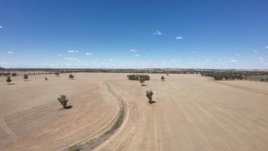 Cropping For Sale - NSW - Bribbaree - 2594 - FOR SALE BY EXPRESSION OF INTEREST  (Image 2)