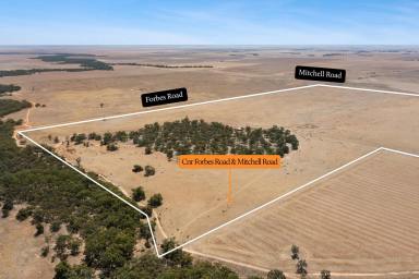 Mixed Farming For Sale - VIC - Mitiamo - 3573 - Prime 250-Acre Opportunity in Mitiamo – Creek Frontage  (Image 2)
