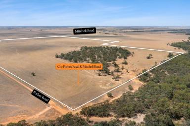 Mixed Farming For Sale - VIC - Mitiamo - 3573 - Prime 250-Acre Opportunity in Mitiamo – Creek Frontage  (Image 2)