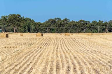 Mixed Farming For Sale - VIC - Tabilk - 3607 - PREMIUM CROPPING OPPORTUNITY  (Image 2)