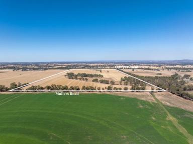Cropping For Sale - VIC - Tabilk - 3607 - PREMIUM CROPPING OPPORTUNITY  (Image 2)