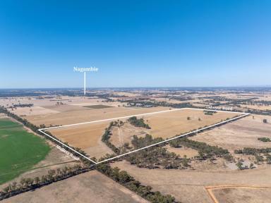 Mixed Farming For Sale - VIC - Tabilk - 3607 - PREMIUM CROPPING OPPORTUNITY  (Image 2)