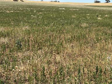 Mixed Farming For Sale - SA - Coonalpyn - 5265 - Quality mixed farm in 17-18" rainfall district Turnkey sheep operation on offer  (Image 2)