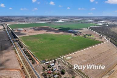 Cropping For Sale - VIC - Boort - 3537 - Exceptional Federation Homestead on 409 Ha (1,010 Acres) - Prime Irrigation Country, Boort District  (Image 2)