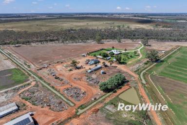 Cropping For Sale - VIC - Boort - 3537 - Exceptional Federation Homestead on 409 Ha (1,010 Acres) - Prime Irrigation Country, Boort District  (Image 2)