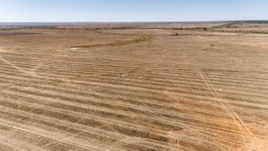 Livestock For Sale - QLD - Tingun - 4455 - INSTITUTIONAL SCALE GRAZING AND DRYLAND CROPPING OPERATION  (Image 2)