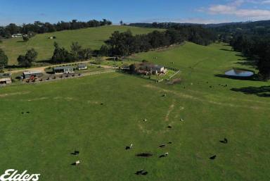 Mixed Farming For Sale - VIC - Willung South - 3847 - "LAMANA" - 152 ACRES (Image 2)