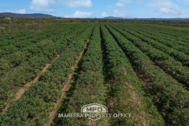 Horticulture For Sale - QLD - Mareeba - 4880 - COMMERCIAL AVOCADO FARM  (Image 2)