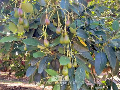 Horticulture For Sale - QLD - Mareeba - 4880 - COMMERCIAL AVOCADO FARM  (Image 2)