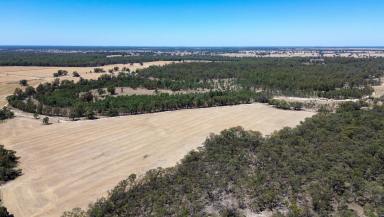 Cropping For Sale - NSW - Calimo - 2710 - Boxdale and Melrose - Cropping and Grazing Opportunity with Private Creek Frontage  (Image 2)