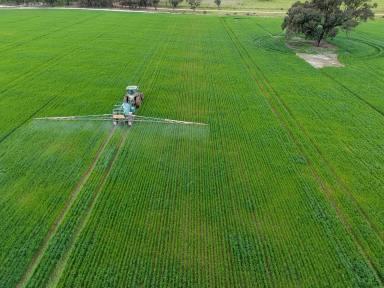 Cropping For Sale - NSW - Deniliquin - 2710 - Cropping Opportunity with Secure Water Access  (Image 2)
