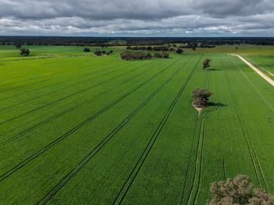 Cropping For Sale - NSW - Deniliquin - 2710 - Cropping Opportunity with Secure Water Access  (Image 2)