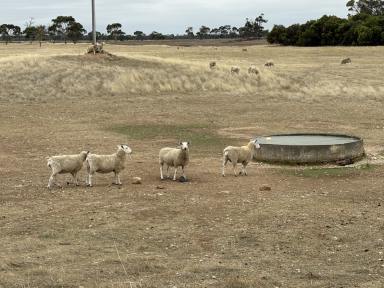 Mixed Farming For Sale - SA - Bordertown - 5268 - 100 acres FOR SALE  (Image 2)
