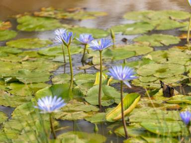 House For Sale - NSW - Old Bar - 2430 - UNIQUE COASTAL ACRES OFFERING THE PERFECT LIFESTYLE  (Image 2)