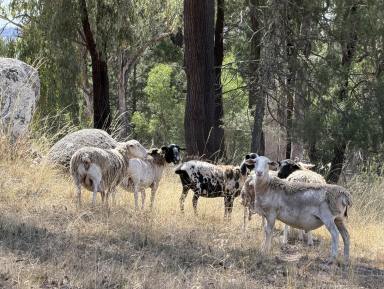 House For Sale - NSW - Inverell - 2360 - Hobby or Horse Enthusiast (Image 2)