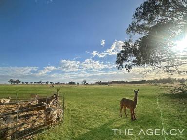 Residential Block For Sale - WA - Mumberkine - 6401 - 80 Acres | Exceptional Water Security | Quality Infrastructure  (Image 2)