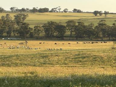 Residential Block For Sale - WA - Mumberkine - 6401 - 80 Acres | Exceptional Water Security | Quality Infrastructure  (Image 2)
