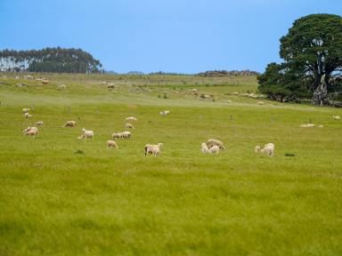 Livestock For Sale - VIC - Warrayure - 3301 - CENTRALLY SITUATED GRAZING COUNTRY  (Image 2)