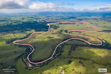 Mixed Farming For Sale - NSW - Kameruka - 2550 - "RIVERVIEW"  (Image 2)