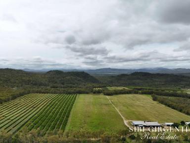 Mixed Farming For Sale - QLD - Dimbulah - 4872 - THRIVING DIMBULAH ORCHARD OPPORTUNITY  (Image 2)