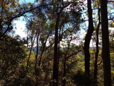 Residential Block For Sale - QLD - Springbrook - 4213 - Land in Springbrook Gold Coast Hinterland  (Image 2)