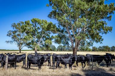 Other (Rural) For Sale - SA - Bool Lagoon - 5271 - "Ginge's" 524 Bool Lagoon West Road, Bool Lagoon via Naracoorte SA 5271 (Image 2)