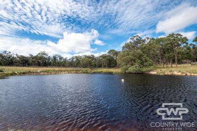 Livestock For Sale - NSW - Red Range - 2370 - Grazing Opportunity with Secure Water  (Image 2)