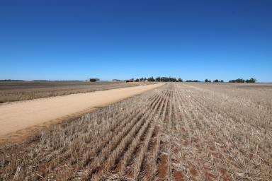 Cropping For Sale - VIC - Mitiamo - 3573 - Outstanding Broadacre Cropping & Grazing Property - Central Victoria  (Image 2)