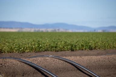 Mixed Farming For Sale - NSW - Breeza - 2381 - INSTITUTIONAL-SCALE IRRIGATED AND DRYLAND CROPPING AGGREGATION LOCATED IN THE TIGHTLY HELD LIVERPOOL PLAINS REGION OF NEW SOUTH WALES  (Image 2)