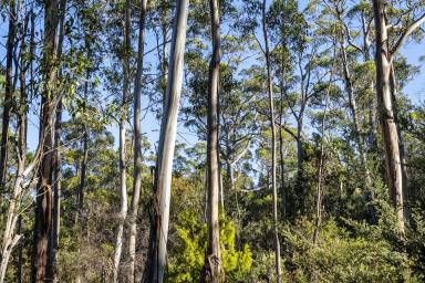 Residential Block For Sale - TAS - Murdunna - 7178 - Walk to Sommers Bay Beach | 3,143m² Coastal Bushland Block  (Image 2)