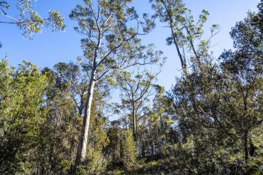 Residential Block For Sale - TAS - Murdunna - 7178 - Walk to Sommers Bay Beach | 3,143m² Coastal Bushland Block  (Image 2)