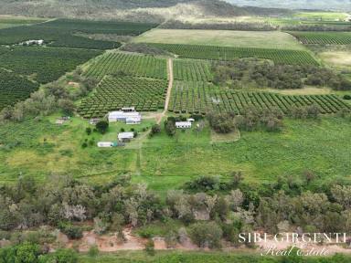 Mixed Farming For Sale - QLD - Dimbulah - 4872 - OPPORTUNITY TO EMBRACE A RURAL LIFESTYLE WHILE GENERATING INCOME  (Image 2)