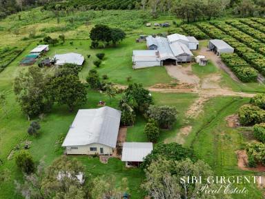 Mixed Farming For Sale - QLD - Dimbulah - 4872 - OPPORTUNITY TO EMBRACE A RURAL LIFESTYLE WHILE GENERATING INCOME  (Image 2)