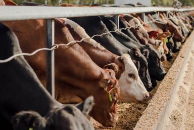 Livestock For Sale - QLD - Springsure - 4722 - A HIGHLY DEVELOPED FEEDLOT OPERATION LOCATED IN THE CENTRAL HIGHLANDS  (Image 2)