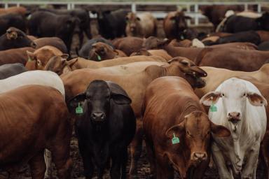 Livestock For Sale - QLD - Springsure - 4722 - A HIGHLY DEVELOPED FEEDLOT OPERATION LOCATED IN THE CENTRAL HIGHLANDS  (Image 2)