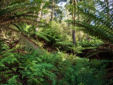 Lifestyle For Sale - TAS - Liena - 7304 - Beautiful 12.9 Hectare Bush Retreat  (Image 2)