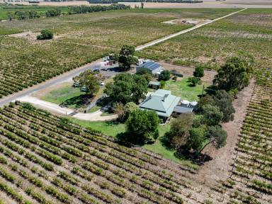 House For Sale - SA - Coonawarra - 5263 - Character Stone Homestead on Stunning Lifestyle Acreage in the Heart of Coonawarra  (Image 2)