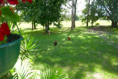 Mixed Farming For Sale - NSW - Kyogle - 2474 - “CLAIRE VALE” PEACE ON EDEN CREEK  (Image 2)